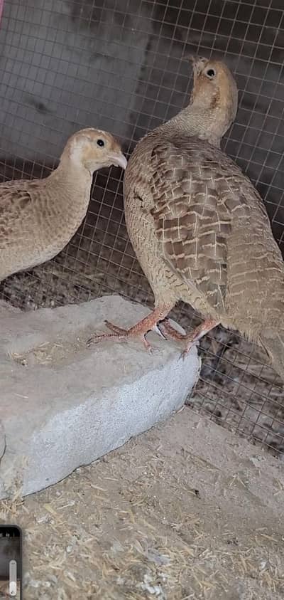 teetar 1 male 2 female