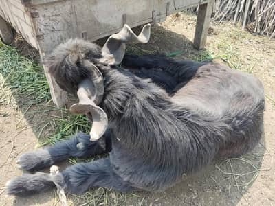 Goat weight 120kg