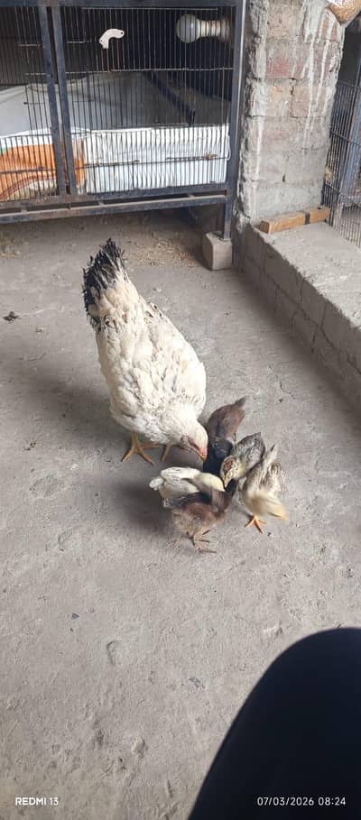 Desi hen/Kurak hen with chicks/Kurak Murgy/