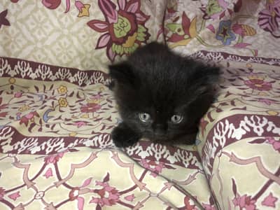 Persian kittens for sale 03182278710