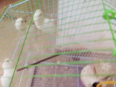 red eyes love bird 1 pair 1500 ka hai