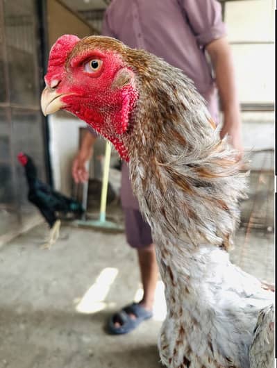 *Aseel | shamo | heera aseel | white aseel | coco shamo | king shamo