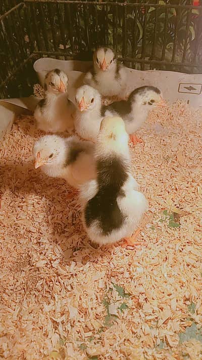 Quality Shamo chicks