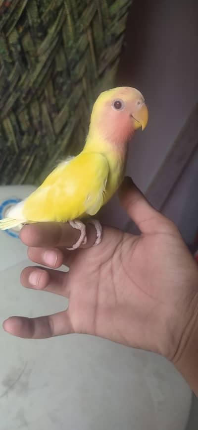 common Latino ka patha hand tame flaying karta h location Faisalabad