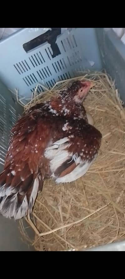 kurak hen | kuruk murgi | broody | kurak aseel murgi| kurk madi