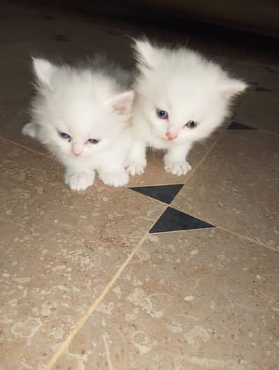 white Persian cat pair 1 month old