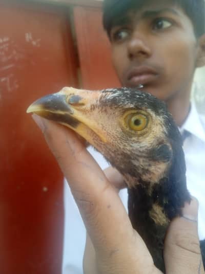 high quality aseel chicks for sale