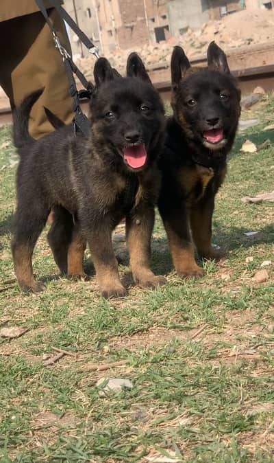 Alsatian Bhagyari | Security Dog | Bhagyari Alsatian security dog