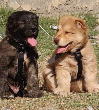 Alabai Pair | Alabai Dog | king Alabai Pair security dog for sale