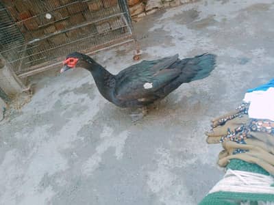 male for sale  03164350590