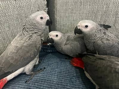 African grey parrot chicks for sale 03244339657