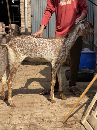 Pure Makhi cheene (03346601151)