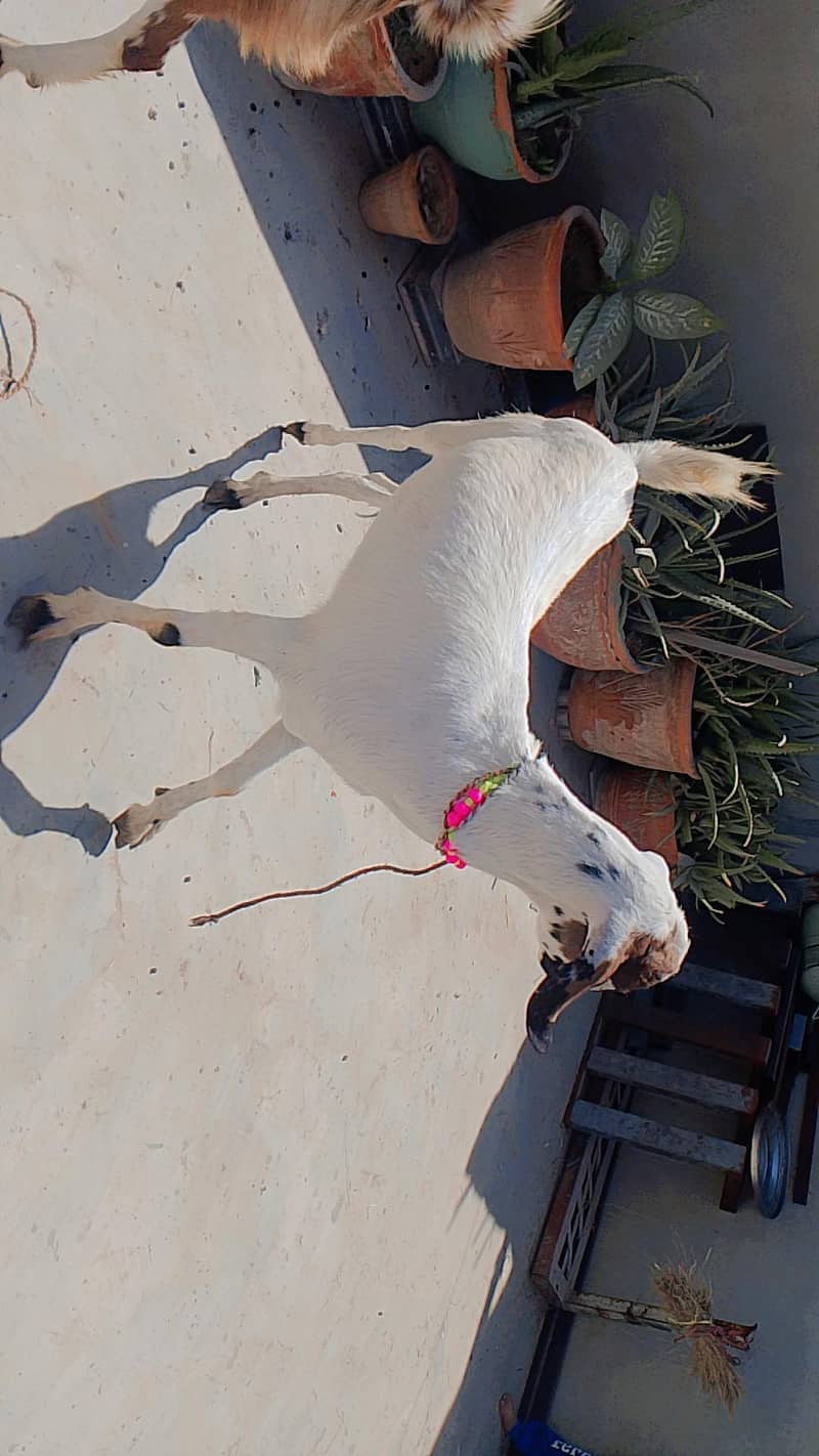 bakra 6