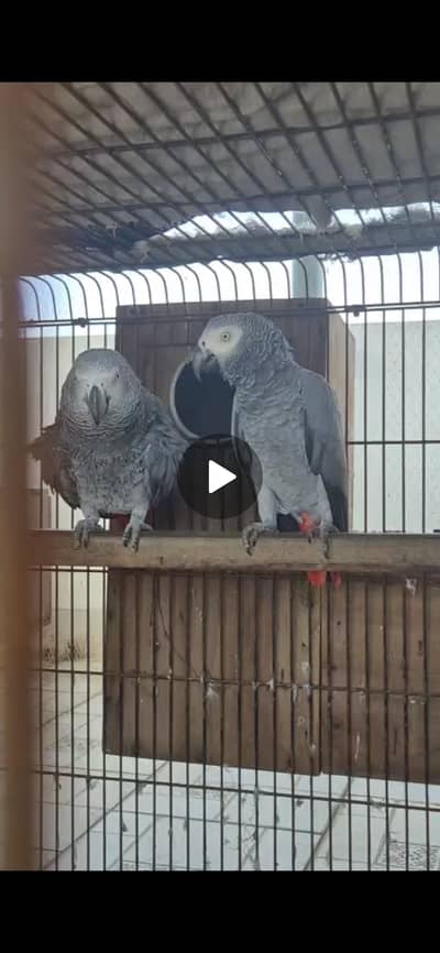 African Grey Breeder Pair with Breeding History