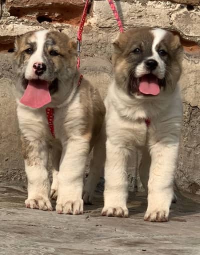 Afghan Kuchi | pure Afghan Kuchi puppies pair | Afghan Kuchi dog