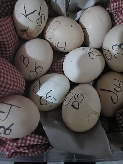 Aseel eggs madari kamalia