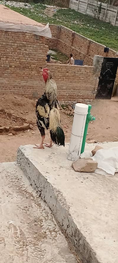 Aseel Sawa Patha  Home Breed