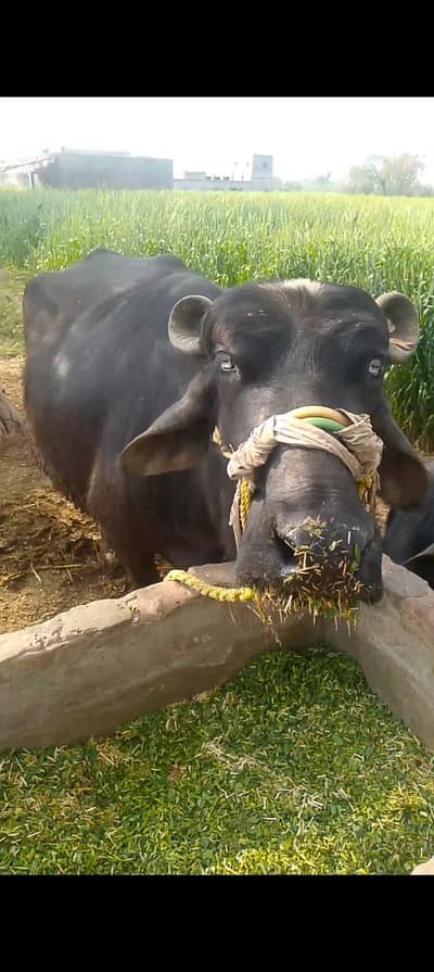 Tesra Siwa Sony wali hai 6 WA mahena hai