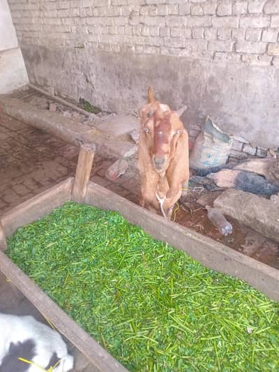 03099534106. desee. bkree