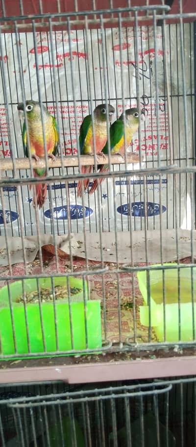 yellow sided conour 3 pic lovebirds3pic cocktail 1 pic