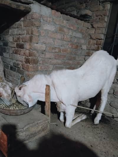 Bakra for Qurbani