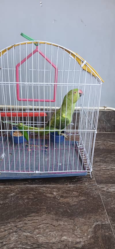 parrot male for sell