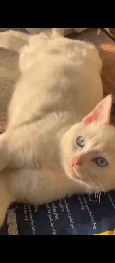 white cat