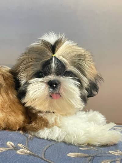 Pedigree Shihtzu pups