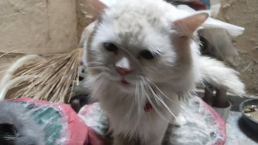 pairs cat friendly and liter training ok ha