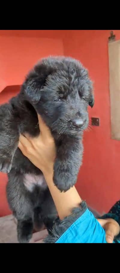 German Shepherd Long Coat Pups