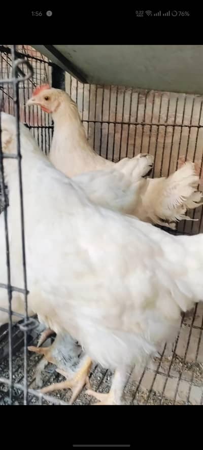 white buff heavy chick's