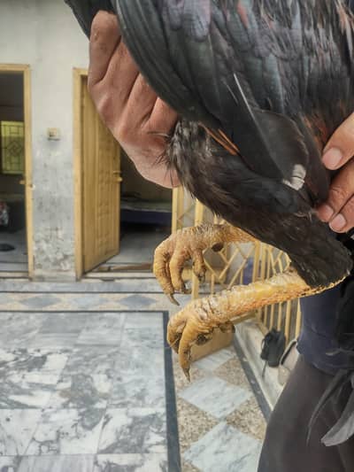 quality aseel for sale