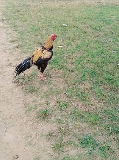 parrot beak aseel male for sale