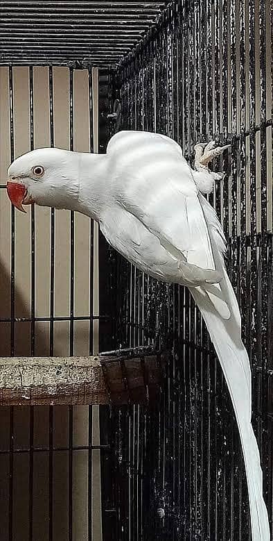 white female parrot