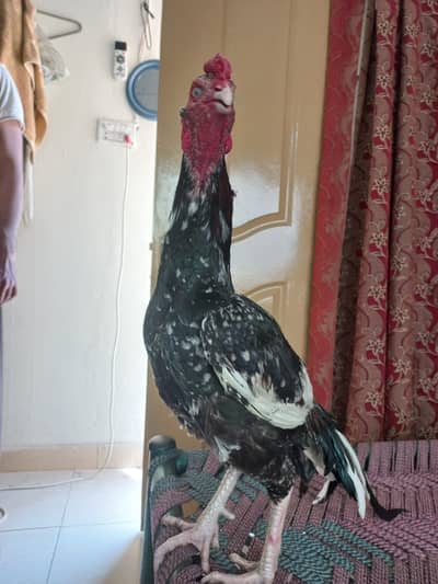 Mianwali Nasal cheena Aseel Murga