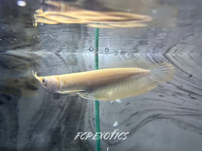 GOLDEN ALBINO AROWANA 7 INCHES