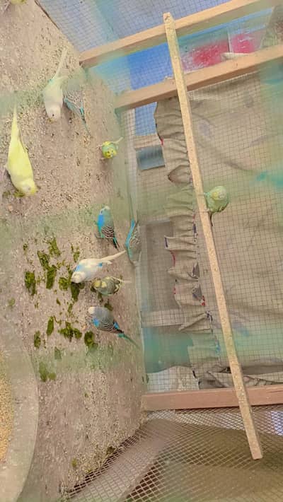 Beuitiful Australian Parrot