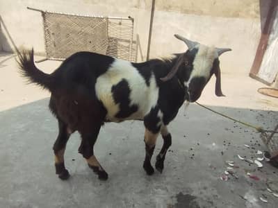 Bakra for sale