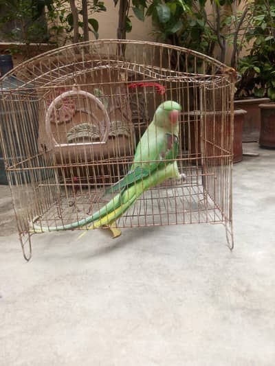 alxender raw parrot female