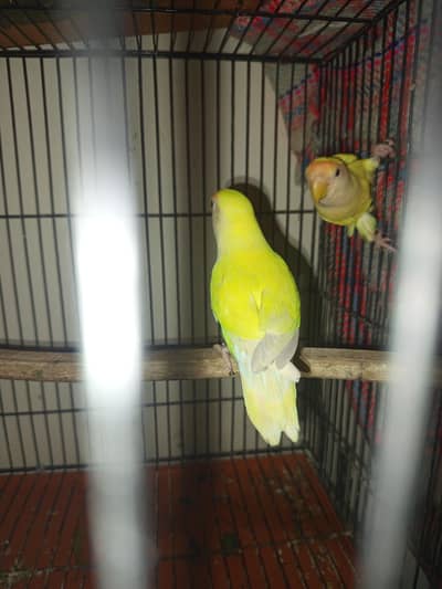 ramzan offer love birds