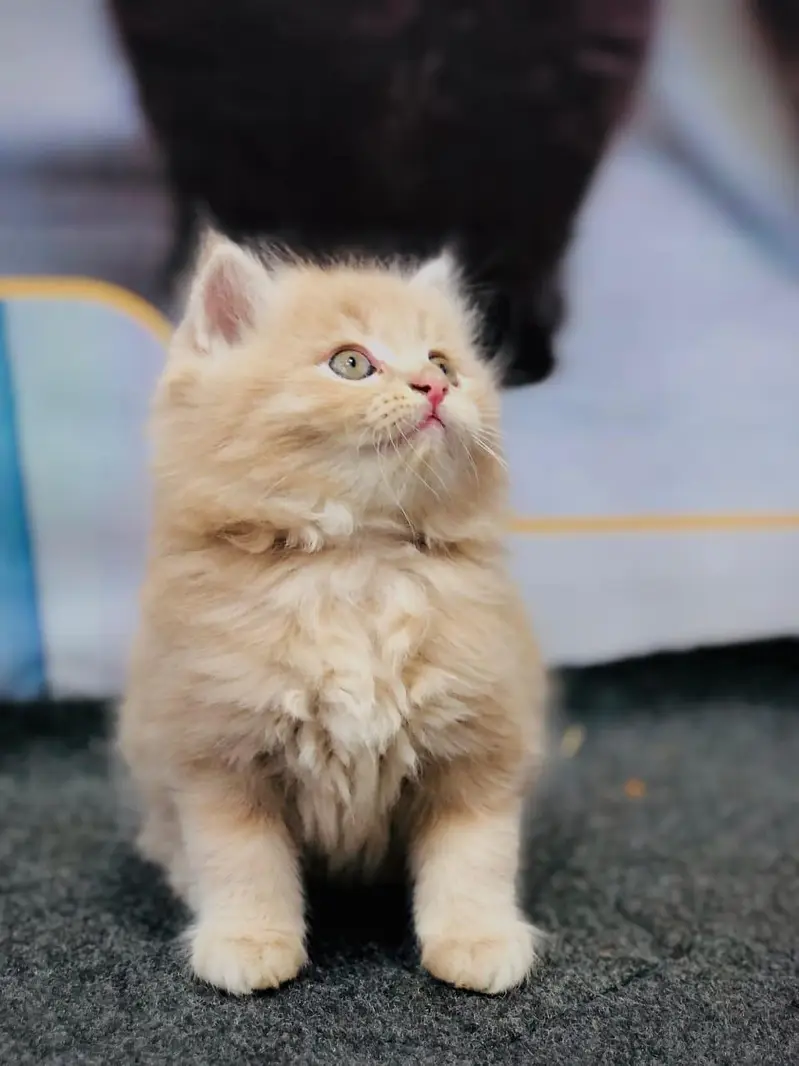 cash on delivery Persian kitten cats — photo 6