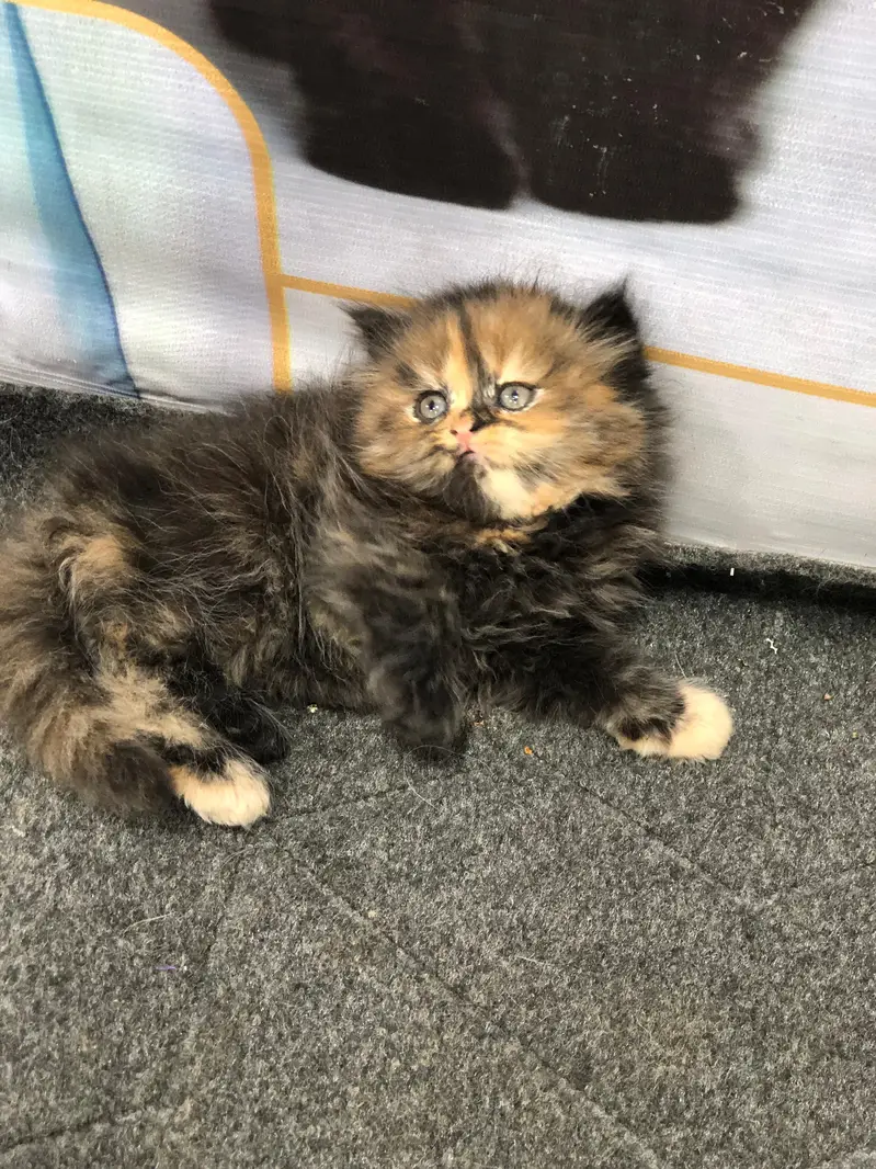 cash on delivery Persian kitten cats — photo 11