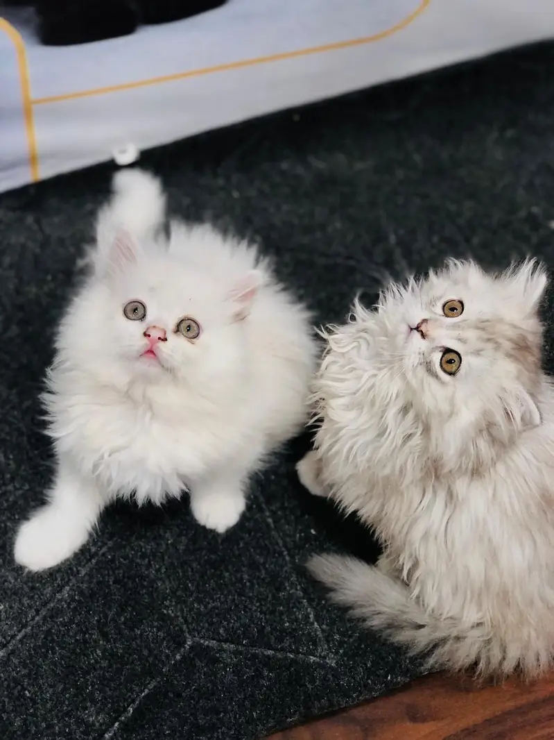 cash on delivery Persian kitten cats — photo 12