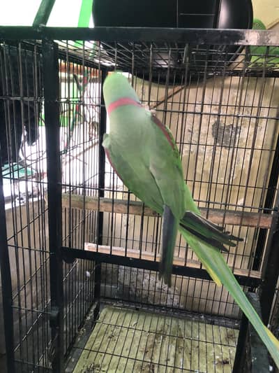 raw parrot with 2 cages , one is T stand cage