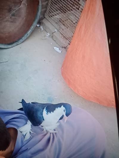 handtame sherazi pigeon