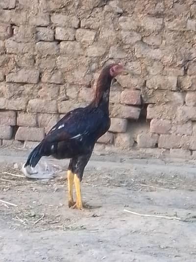 Pure Aseel Mianwali Male