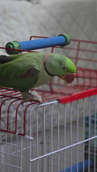 Big Size Male Pahari Ring Neck Tota (Alexander) + New Moti Jaali Cage