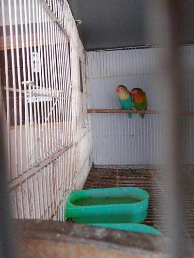 LOVEBIRD PAIR