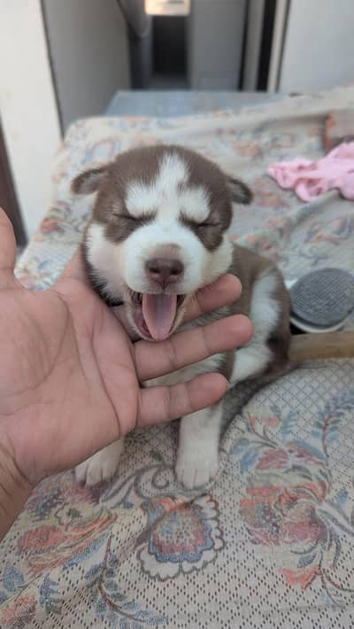 husky