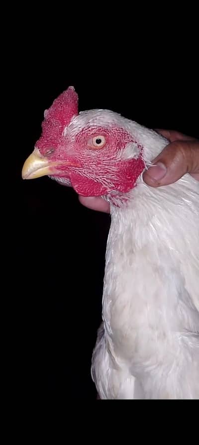 asil minewali + Hera pair